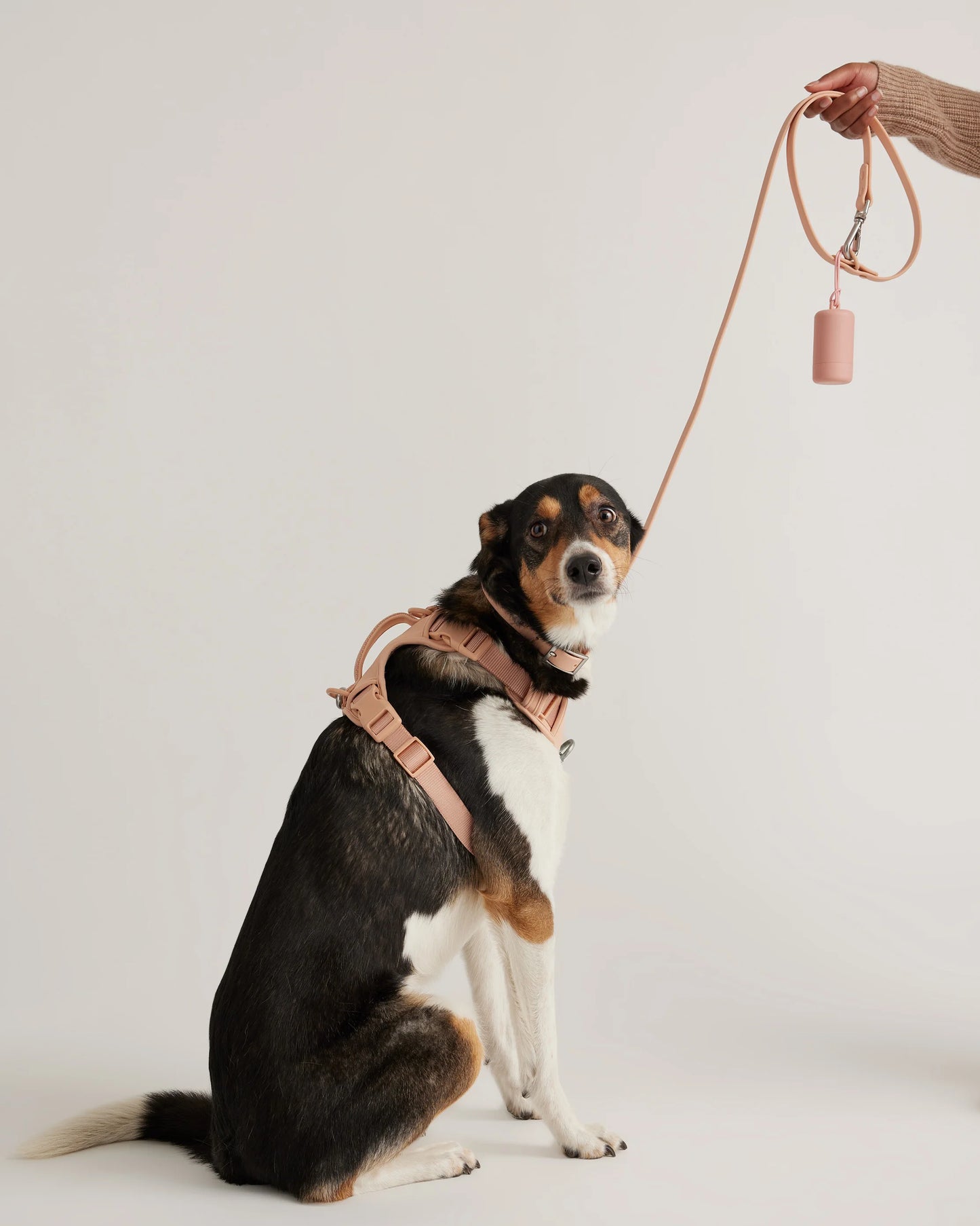 Dog Harness Walk Kit - XS / Black