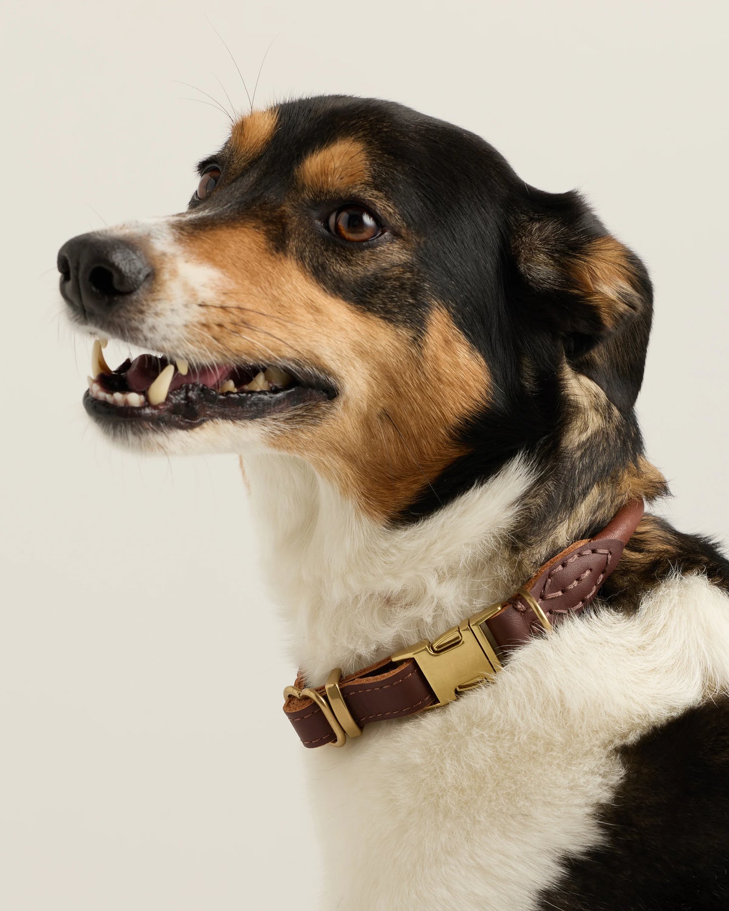Italian Leather Dog Collar Walk Kit - XS / Brown