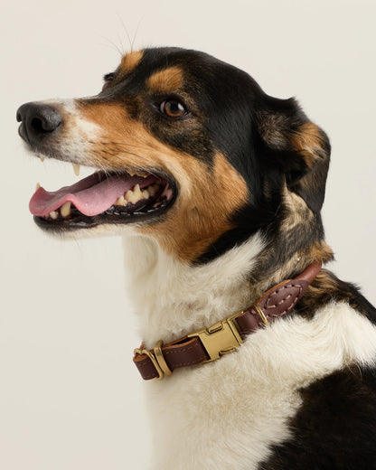 Rolled Italian Leather Dog Collar - XS / Brown