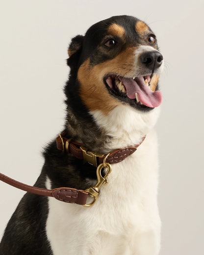 Rolled Italian Leather Dog Leash - Standard / Brown