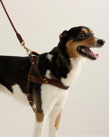 Italian Leather Dog Harness - XS / Brown