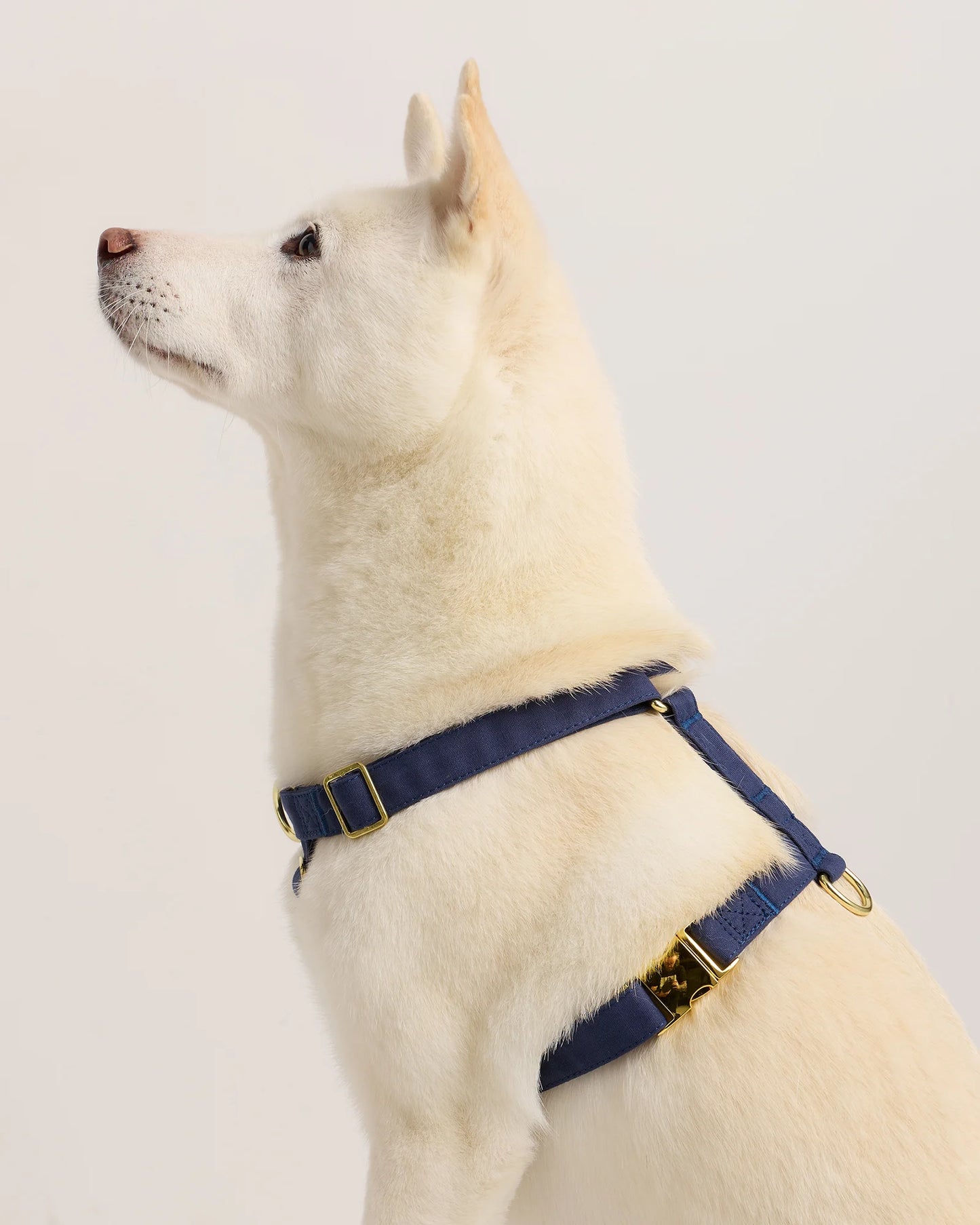 100% Cotton-Wrapped Nylon Dog Harness - XS / Navy