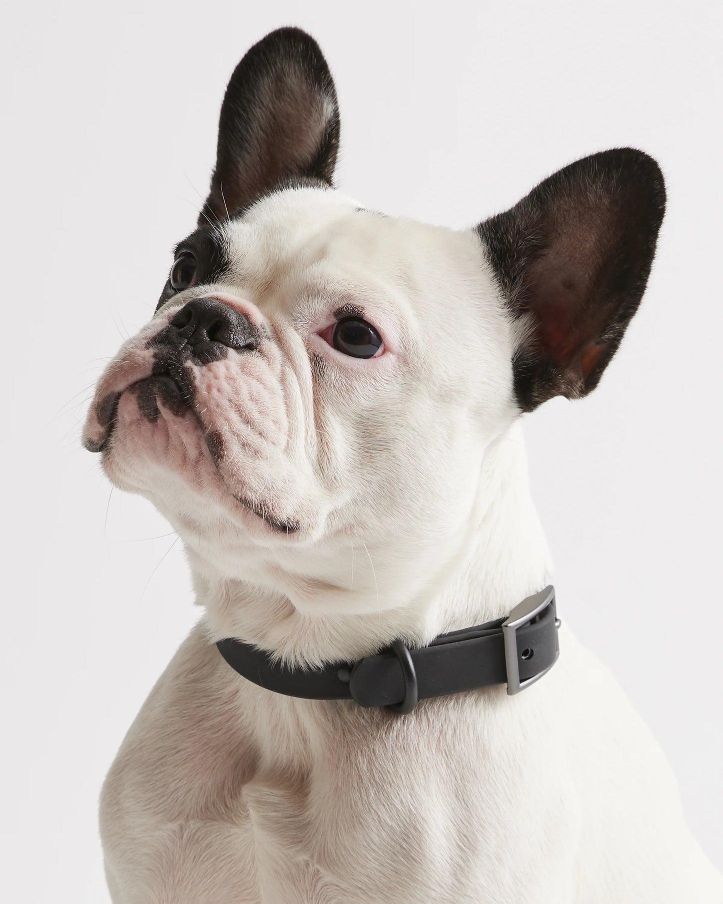Flex-Poly Dog Collar - XS / Black