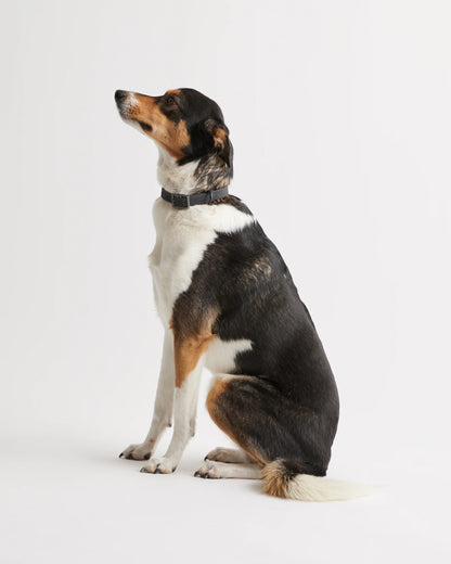 Flex-Poly Dog Collar - XS / Black