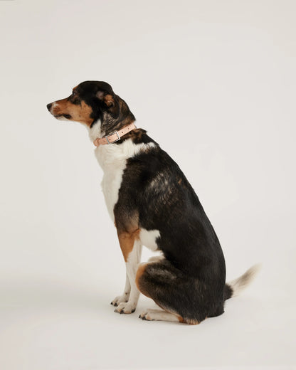 Flex-Poly Dog Collar - XS / Black
