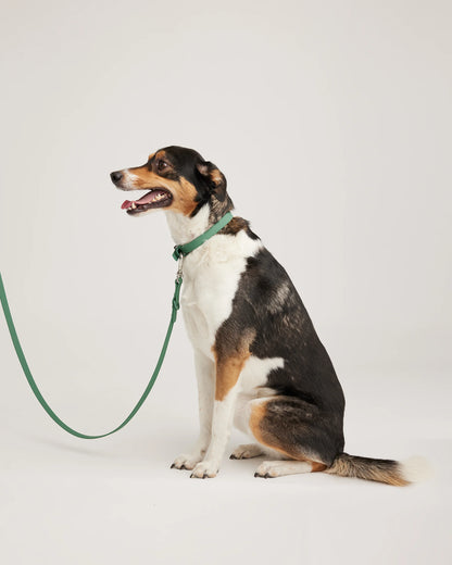 Dog Collar Walk Kit - XS / Black