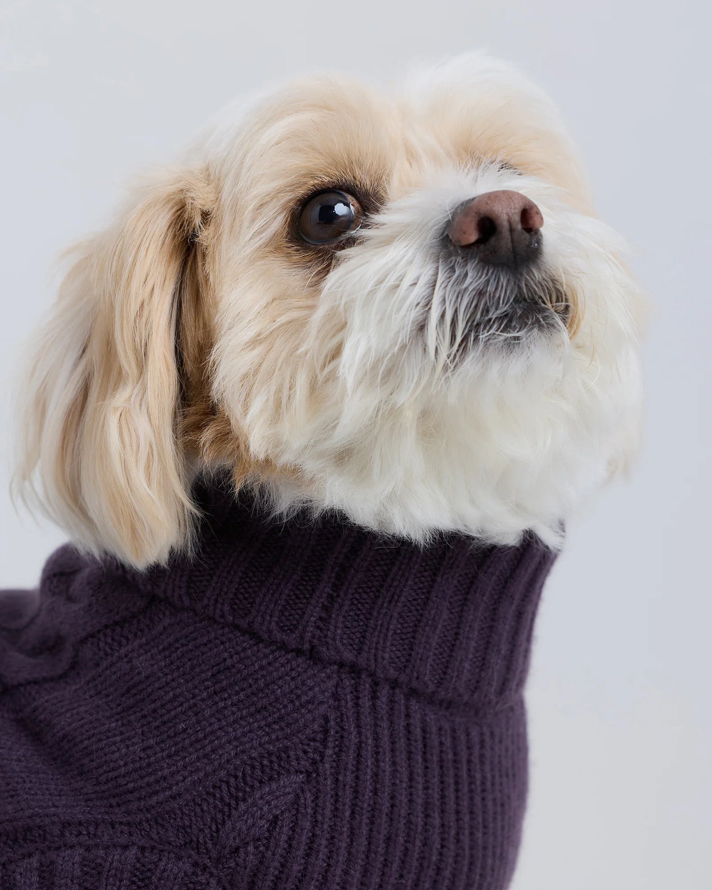 Mongolian Cashmere Cable Knit Dog Sweater - XS / True Navy