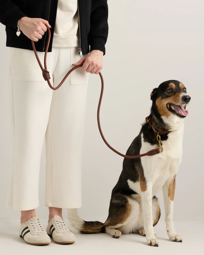 Italian Leather Dog Collar Walk Kit - XS / Brown