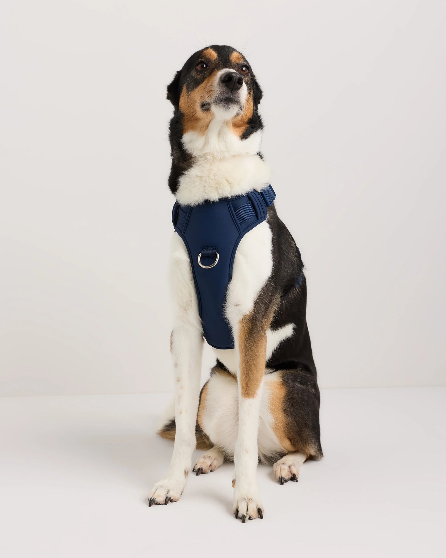 Neoprene Double Panel Dog Harness - XS / Black