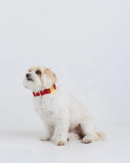100% Cotton-Wrapped Nylon Dog Collar - XS / Navy