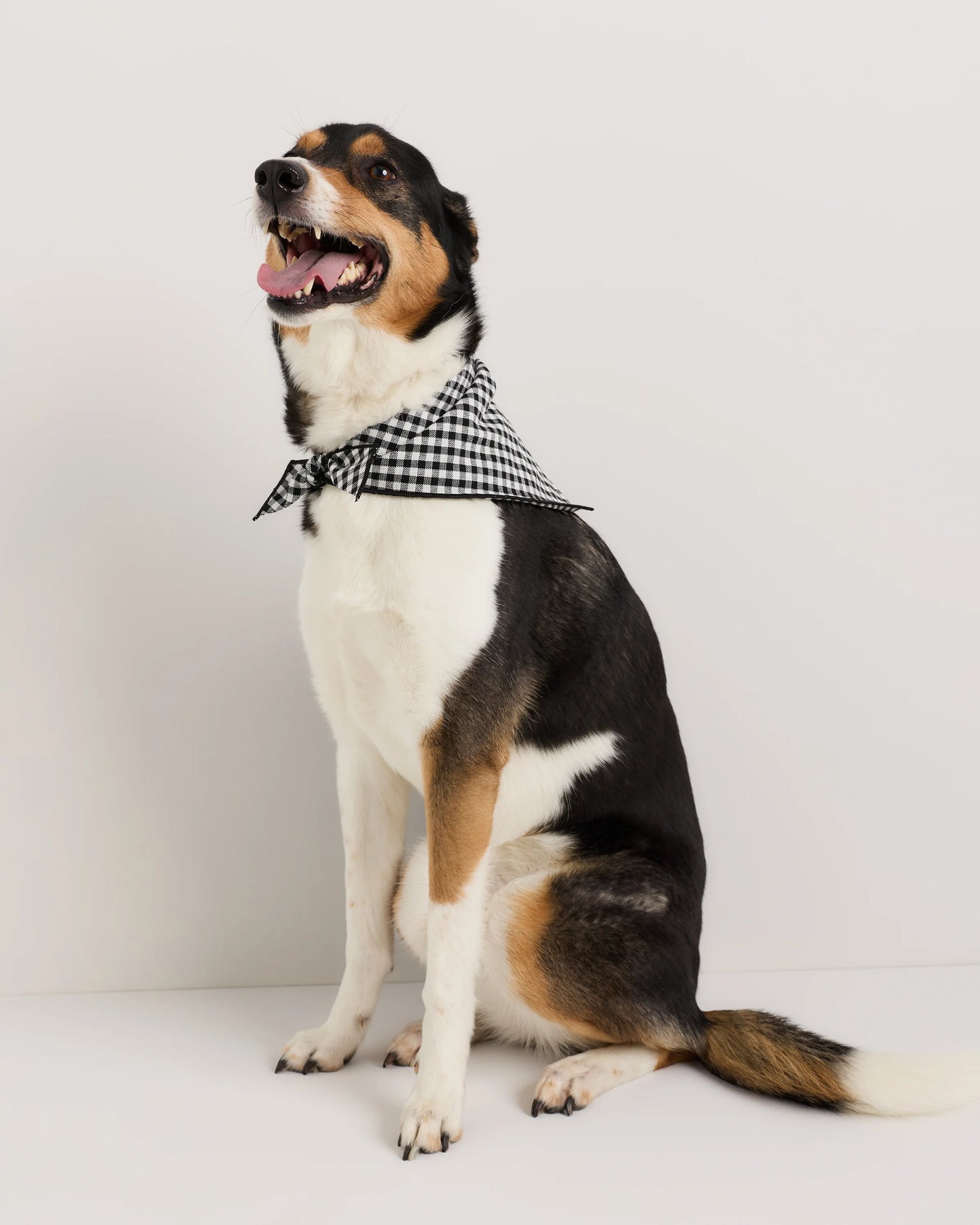 100% Cotton Pet Bandana (3-pack) - S / Navy/Red/Black