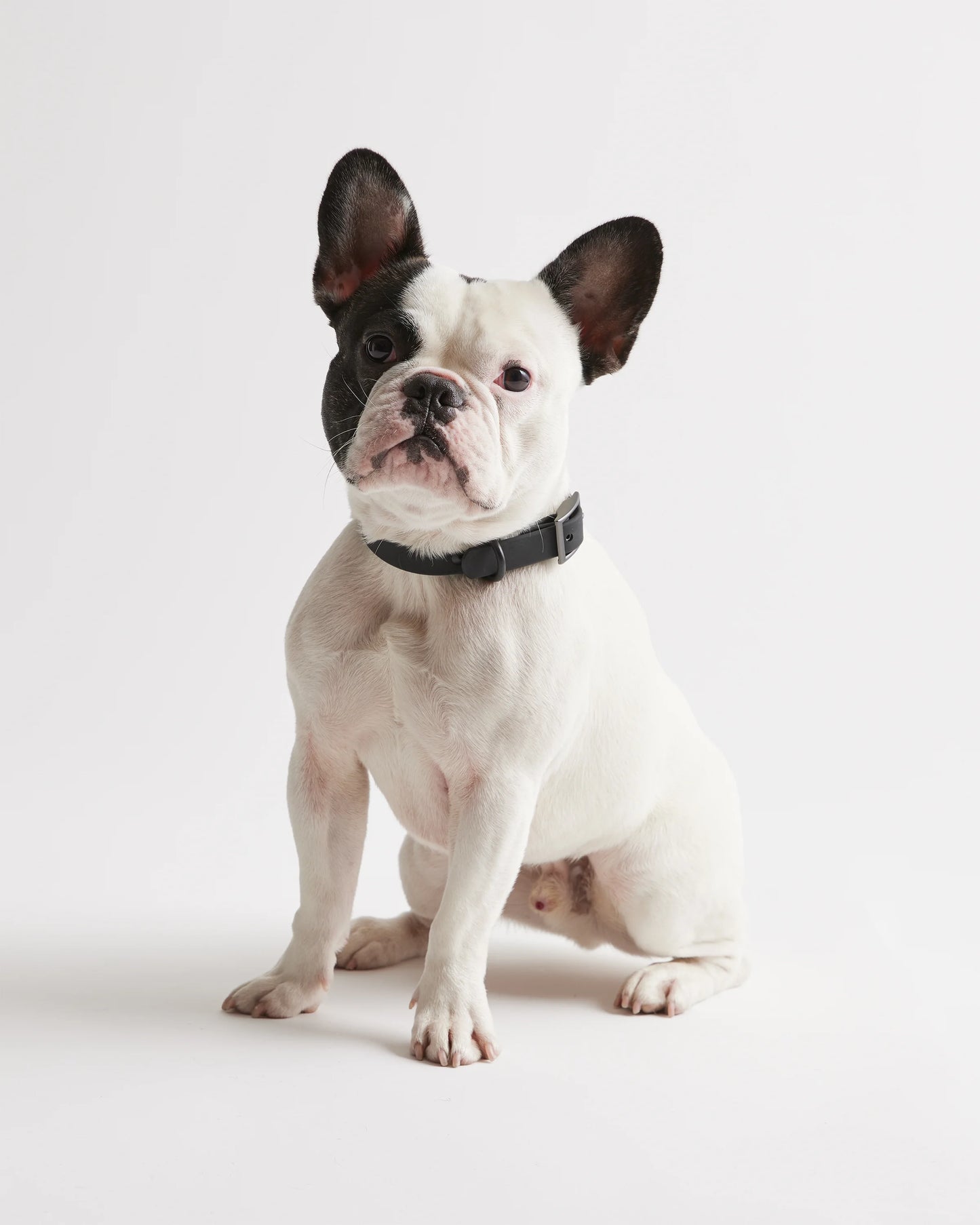 Flex-Poly Dog Collar - XS / Black