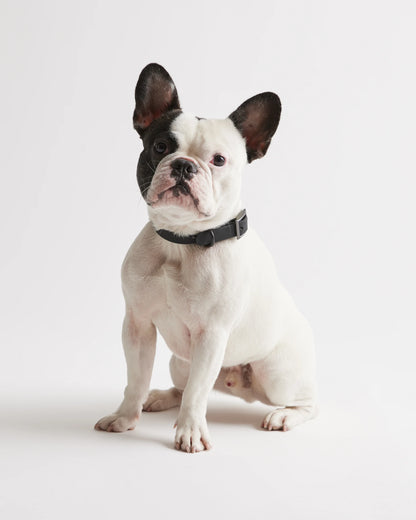 Flex-Poly Dog Collar - XS / Black