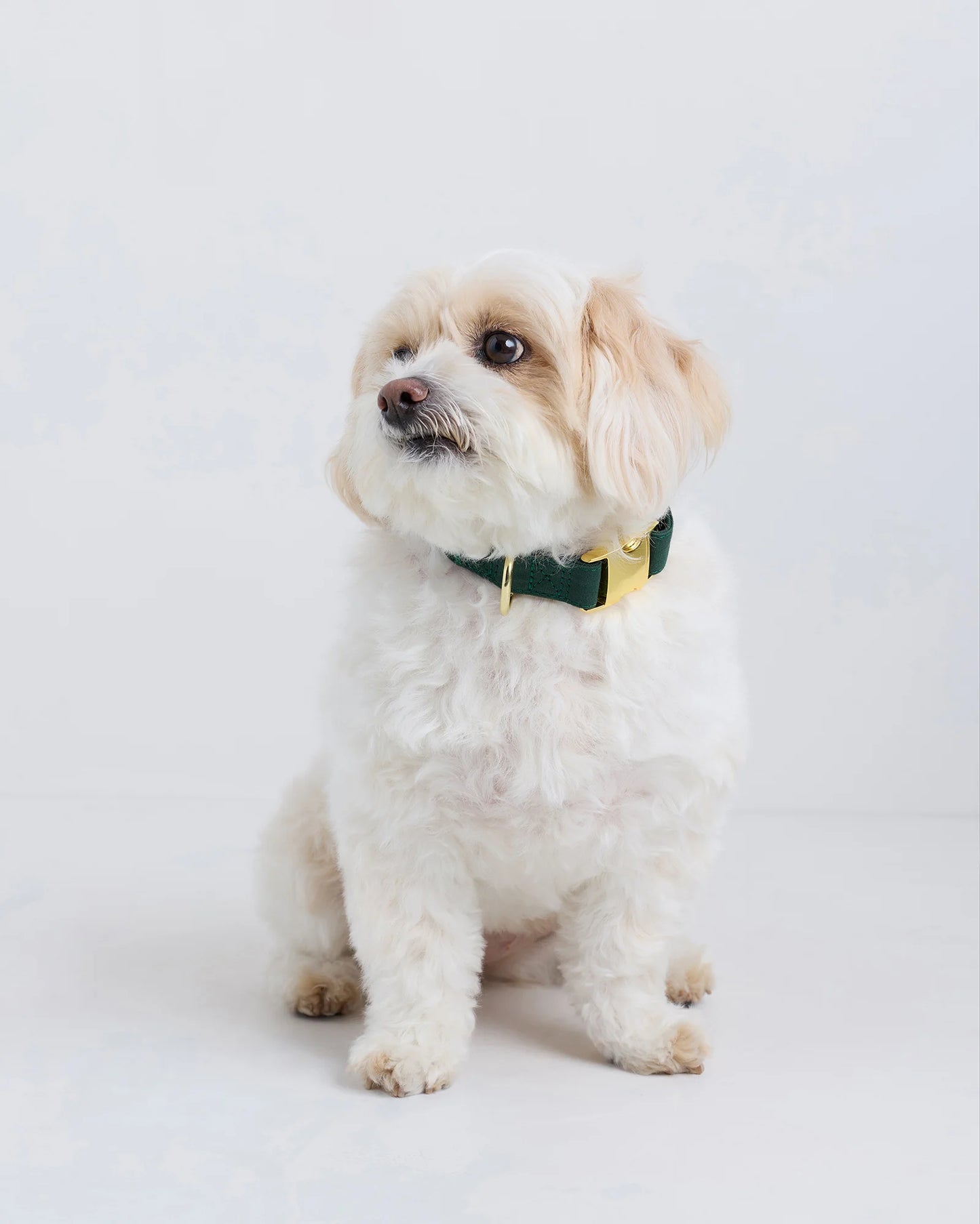 100% Cotton-Wrapped Nylon Dog Collar - XS / Navy