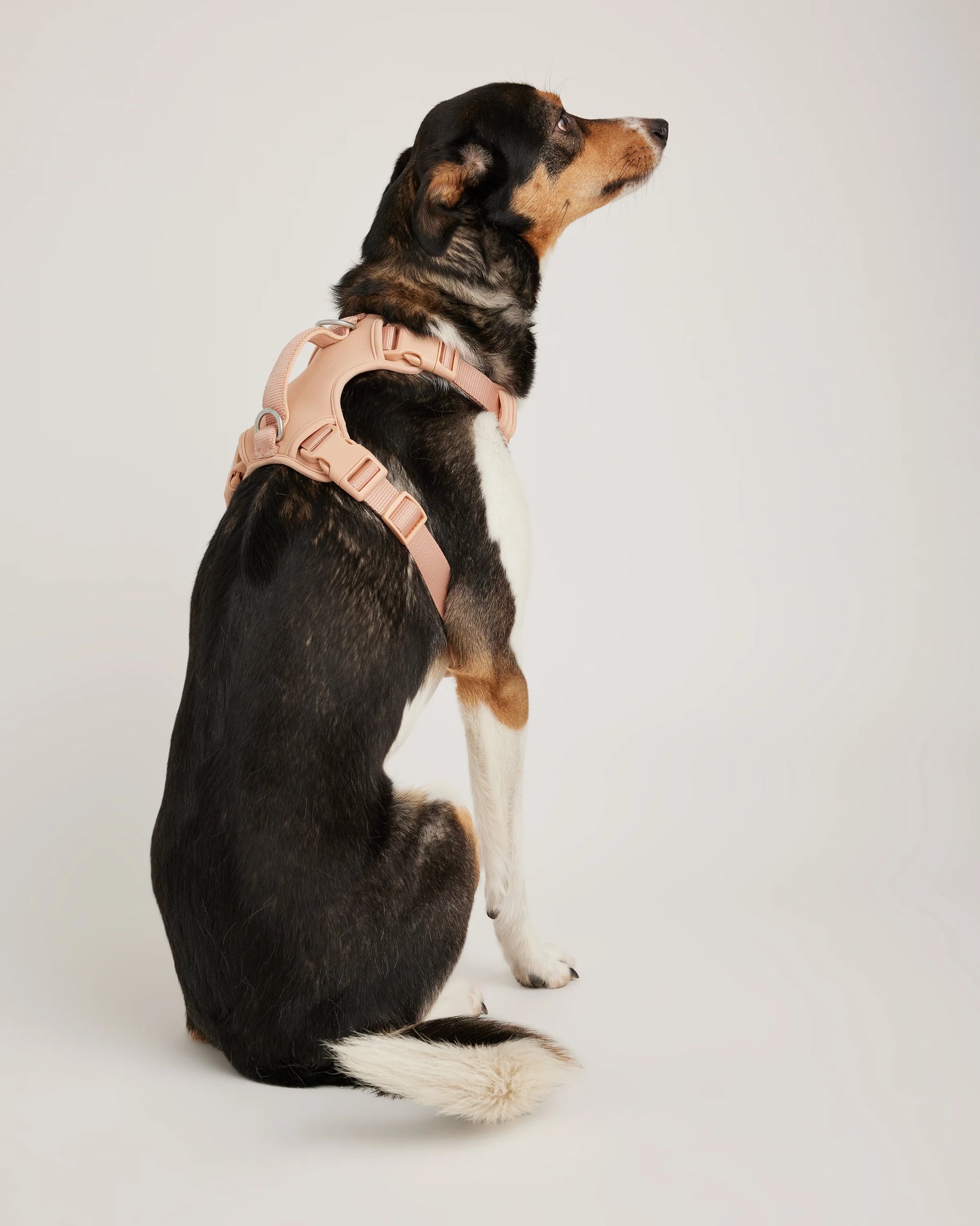 Dog Harness Walk Kit - XS / Black