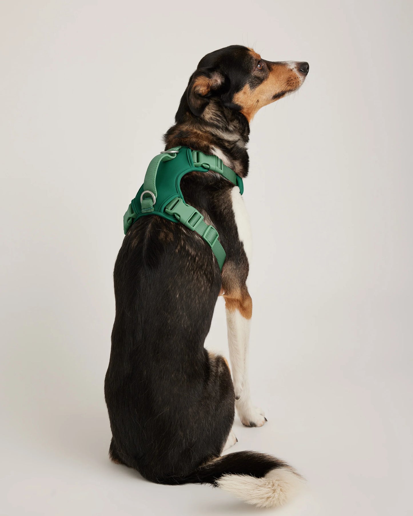 Dog Harness Walk Kit - XS / Black