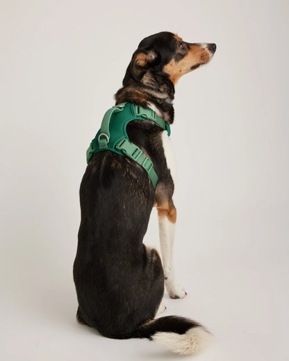 Dog Harness Walk Kit - XS / Black