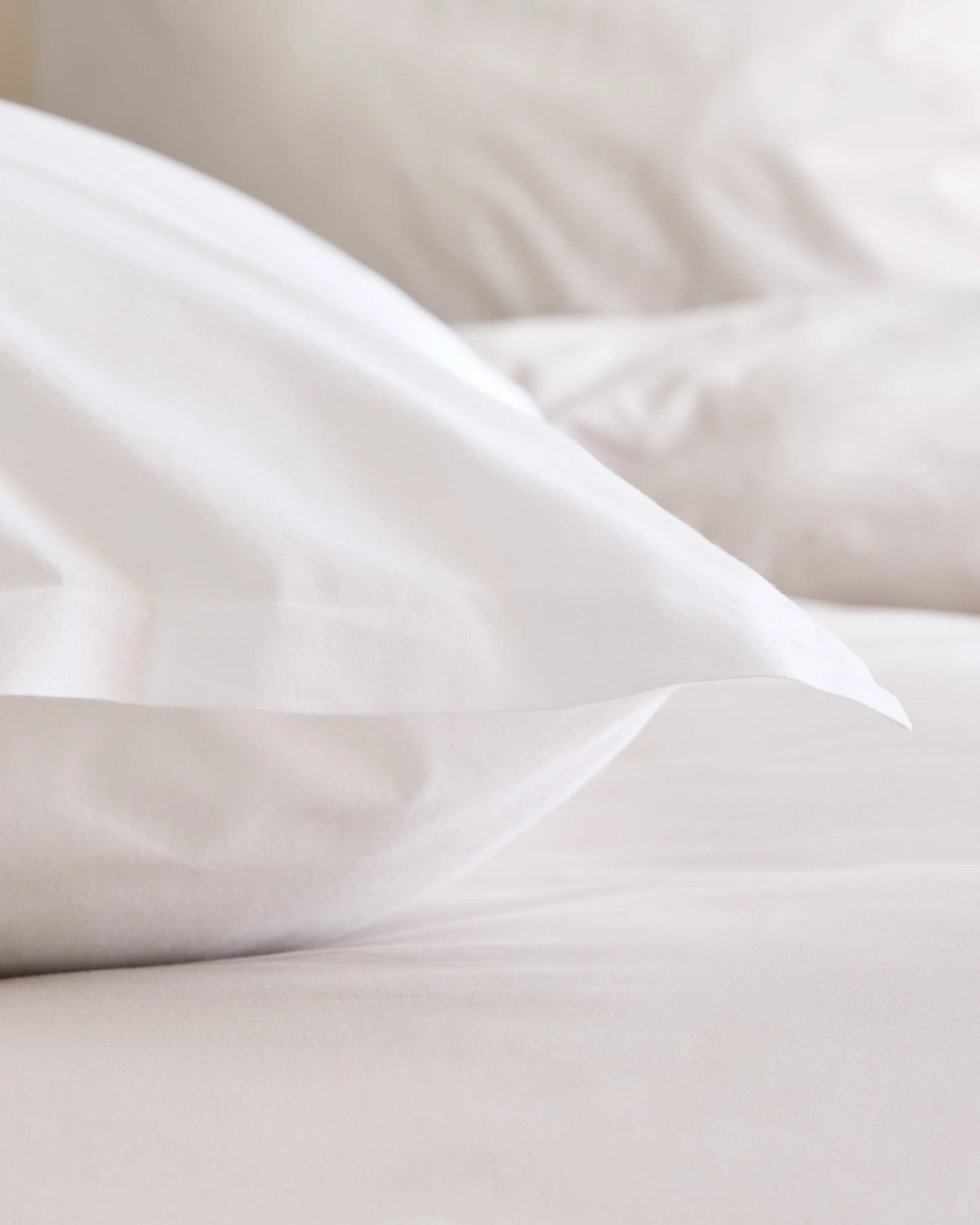 Organic Brushed Cotton Euro Sham - Euro / Dusty Olive