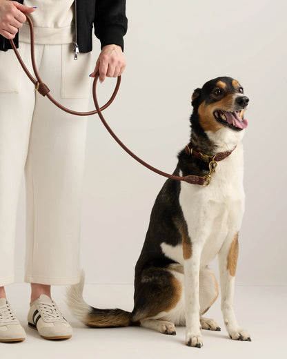 Rolled Italian Leather Dog Collar - XS / Brown