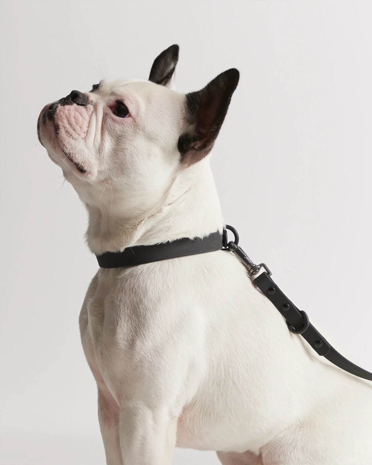 Flex-Poly Dog Leash - Standard / Black
