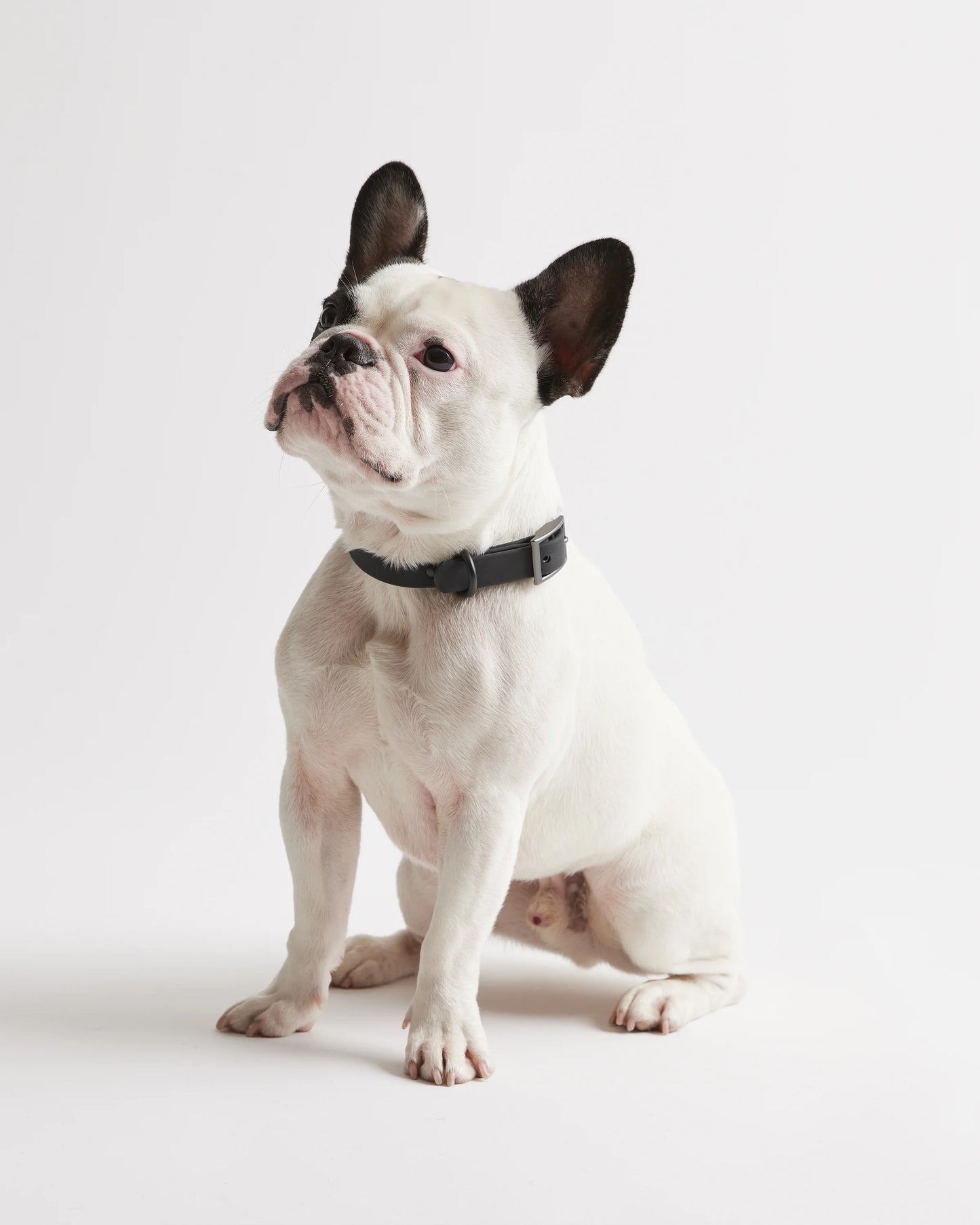 Flex-Poly Dog Collar - XS / Black