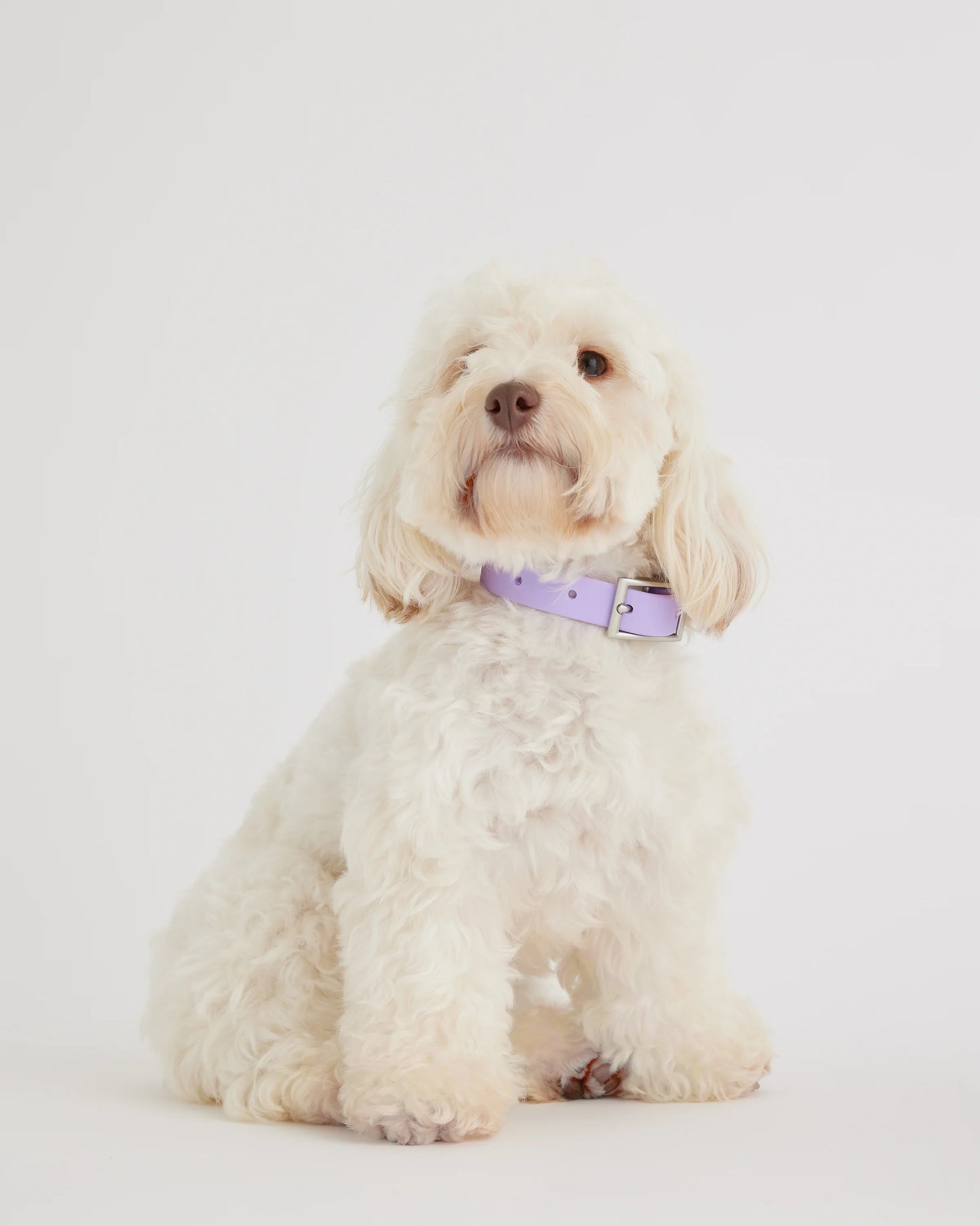 Flex-Poly Dog Collar - XS / Black