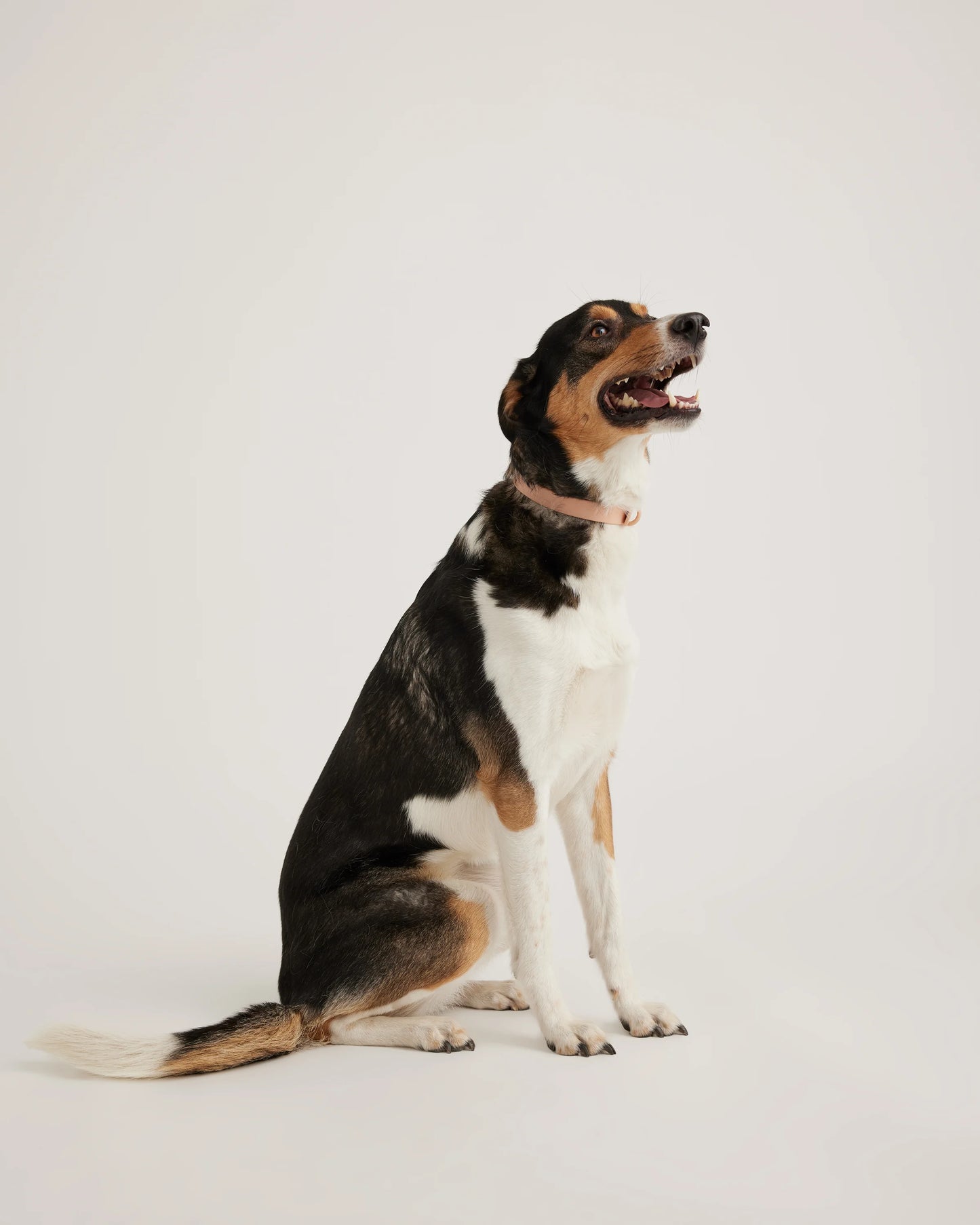 Flex-Poly Dog Collar - XS / Black