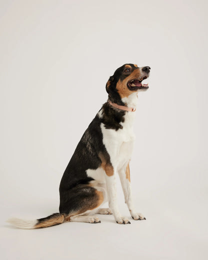 Flex-Poly Dog Collar - XS / Black