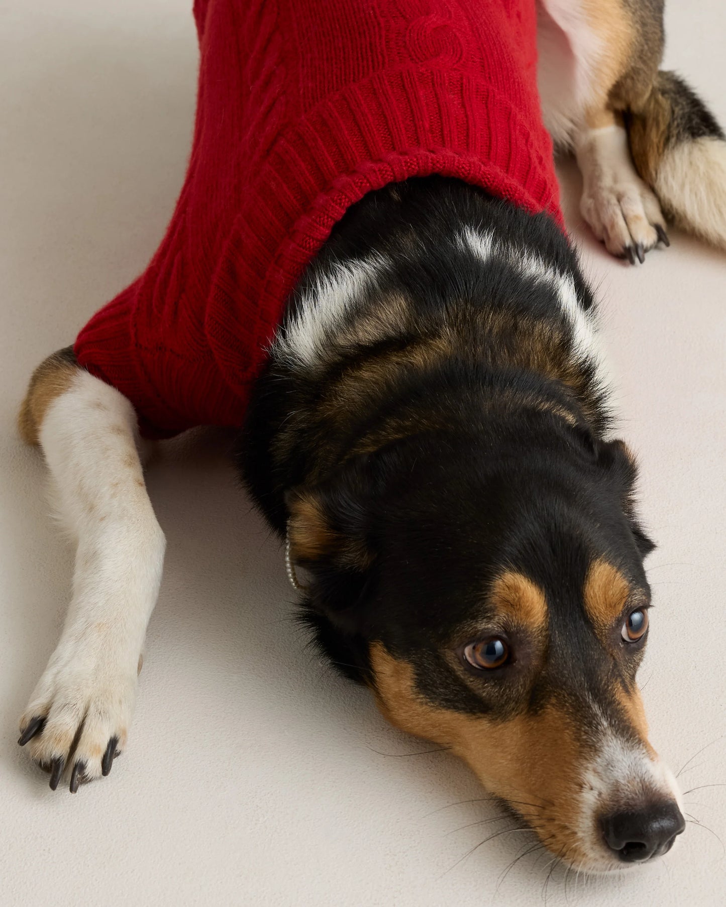 Mongolian Cashmere Cable Knit Dog Sweater - XS / True Navy