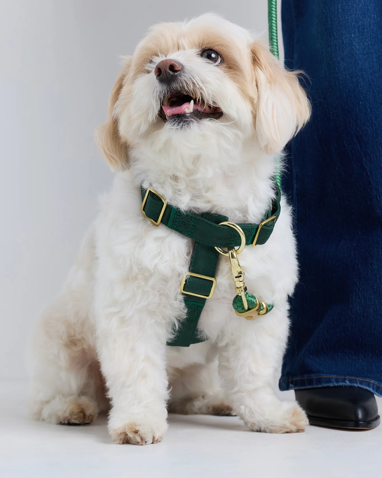 100% Cotton-Wrapped Nylon Dog Harness Walk Kit - XS / Ruby