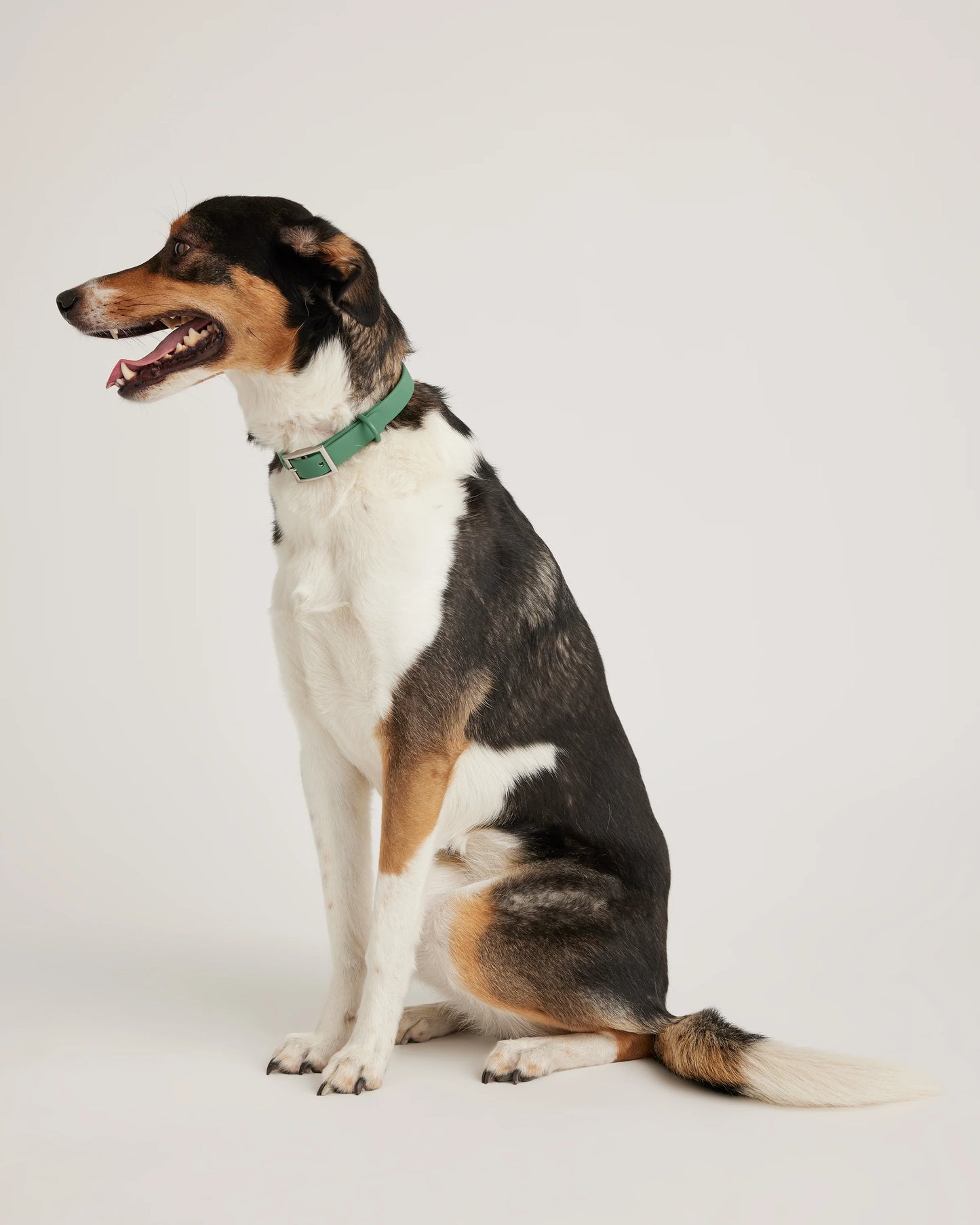 Flex-Poly Dog Collar - XS / Black