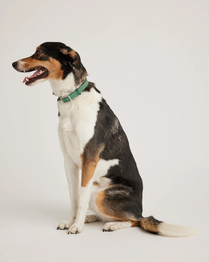 Flex-Poly Dog Collar - XS / Black
