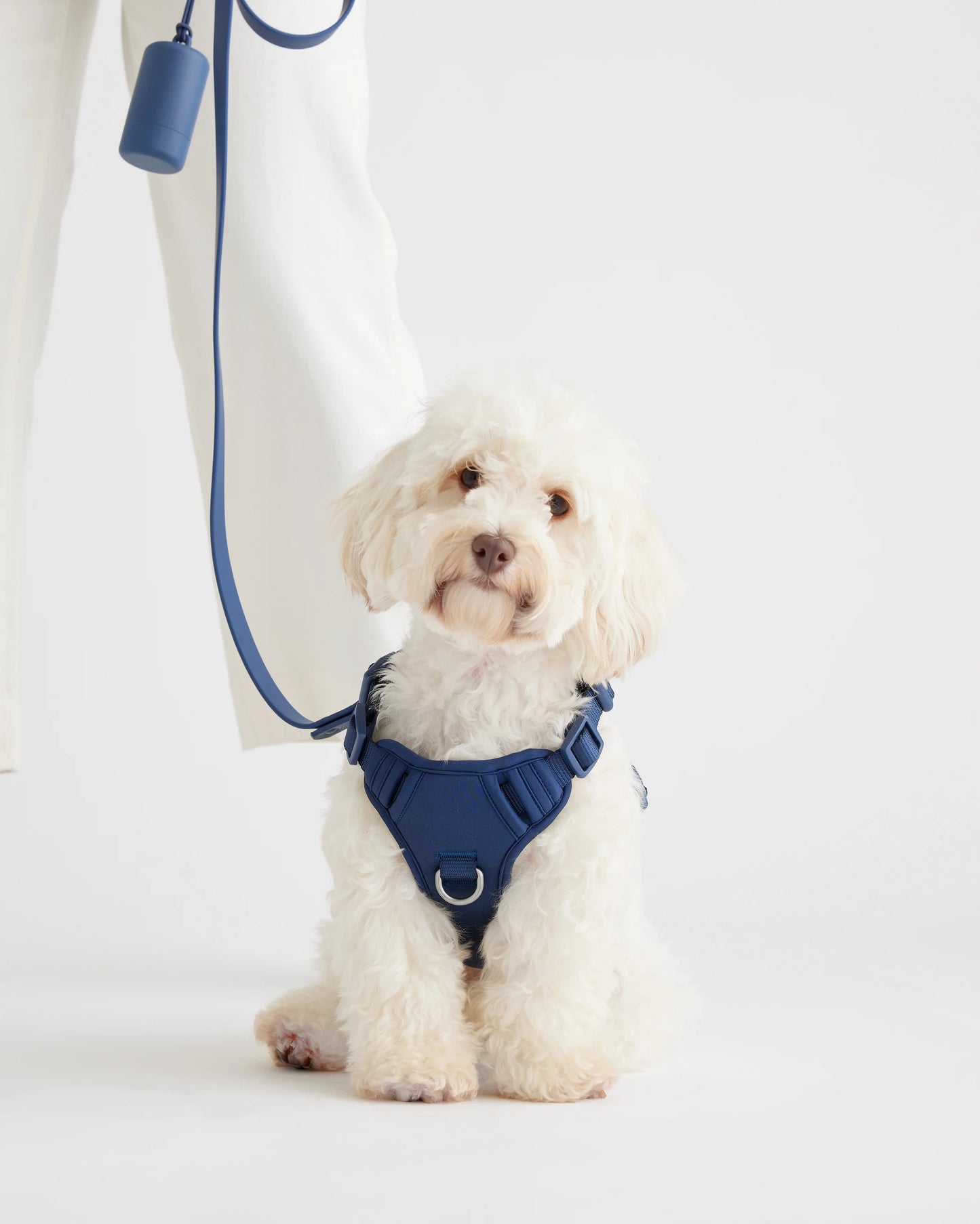 Dog Harness Walk Kit - XS / Black