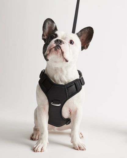 Dog Harness Walk Kit - XS / Black