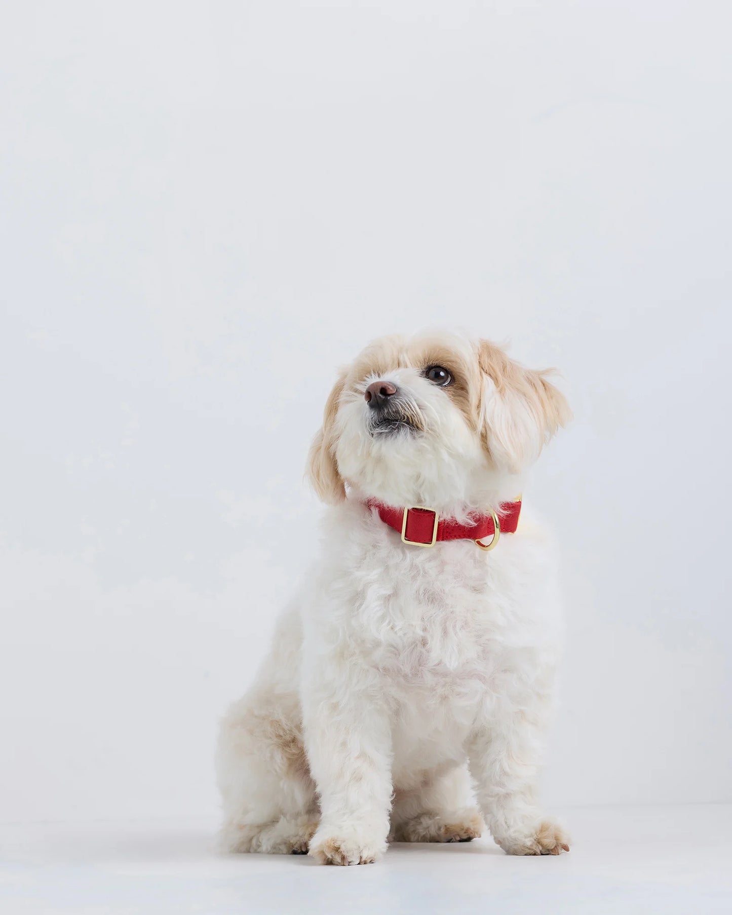 100% Cotton-Wrapped Nylon Dog Collar - XS / Navy