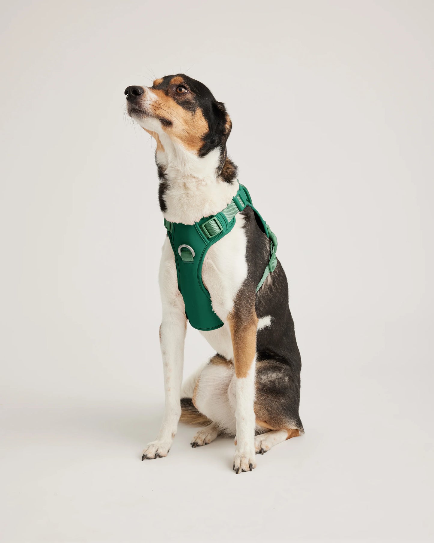 Neoprene Double Panel Dog Harness - XS / Black