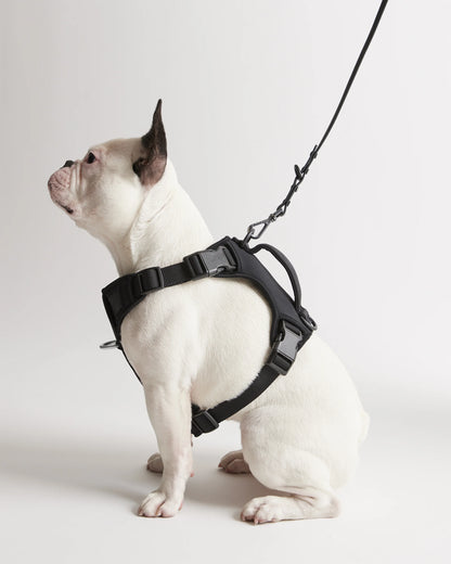 Dog Harness Walk Kit - XS / Black