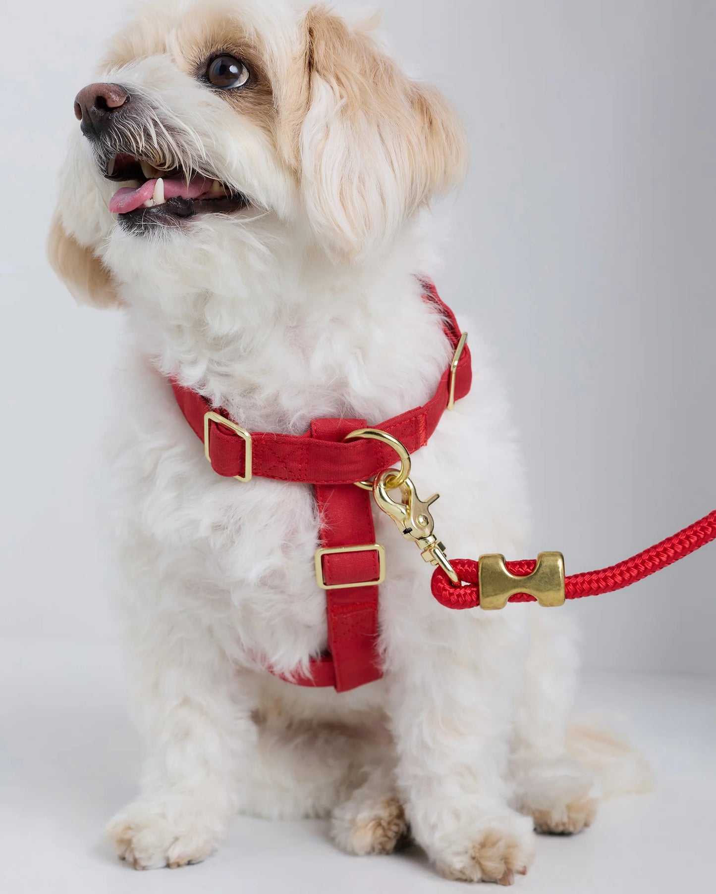 100% Cotton-Wrapped Nylon Dog Harness - XS / Navy