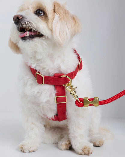 100% Cotton-Wrapped Nylon Dog Harness Walk Kit - XS / Ruby