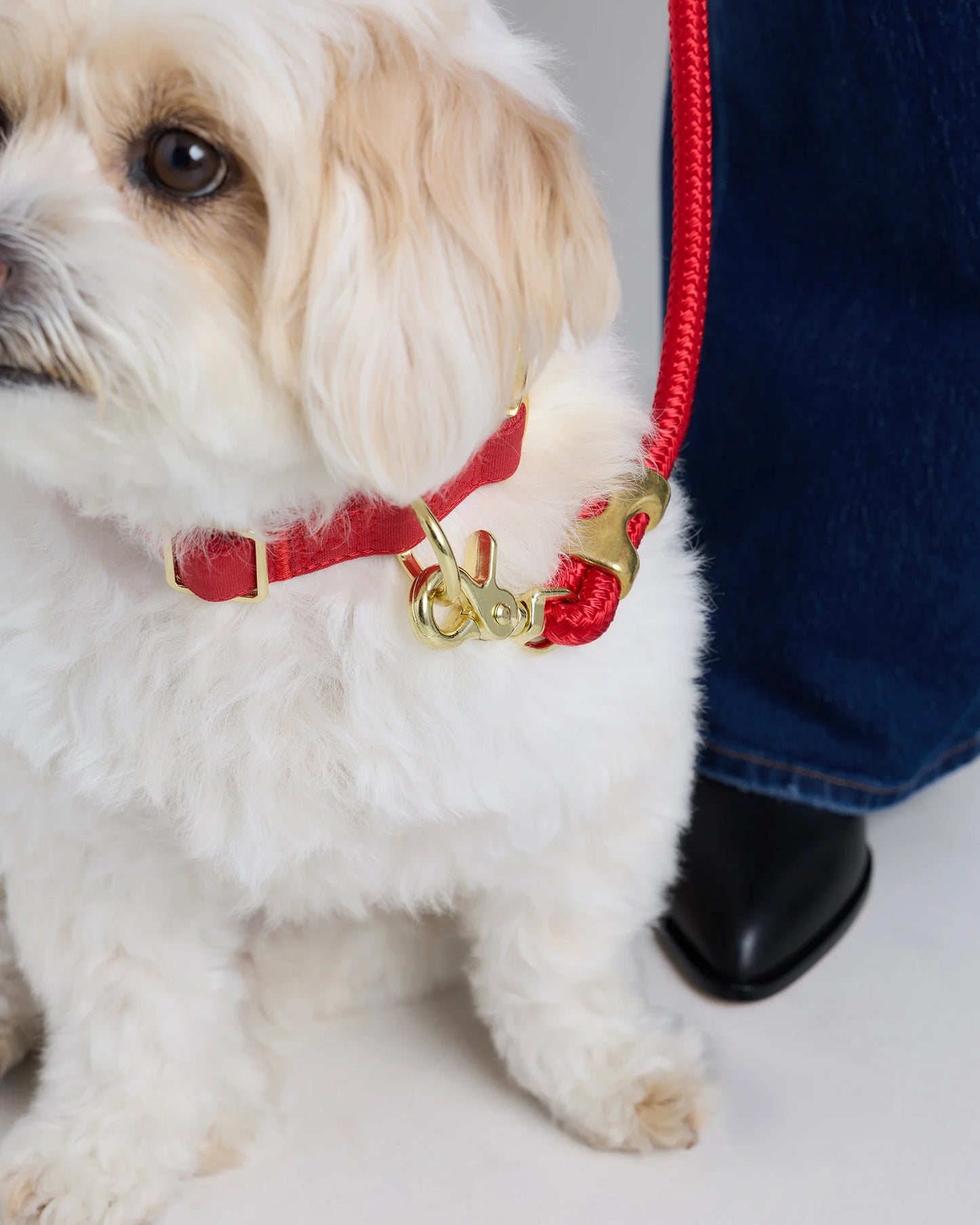100% Cotton-Wrapped Nylon Dog Collar - XS / Navy