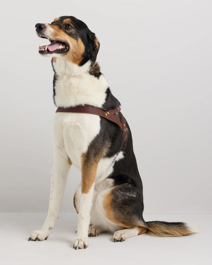 Italian Leather Dog Harness - XS / Brown