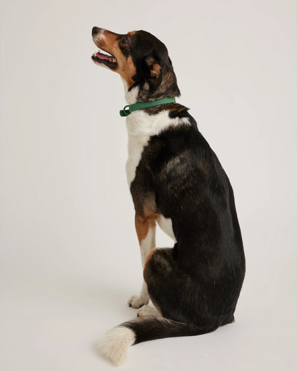 Flex-Poly Dog Collar - XS / Black
