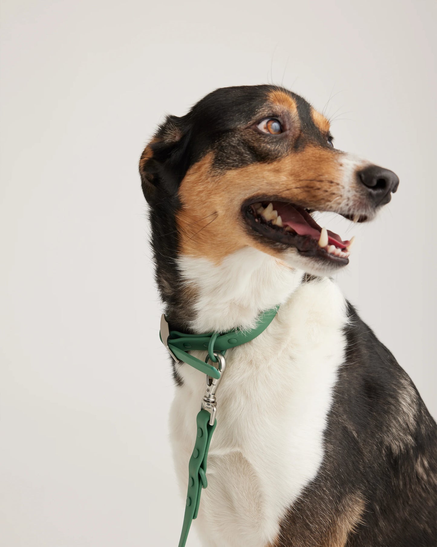 Flex-Poly Dog Leash - Standard / Black