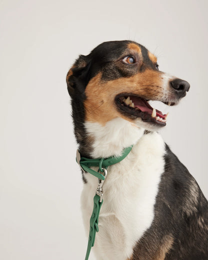 Flex-Poly Dog Leash - Standard / Black