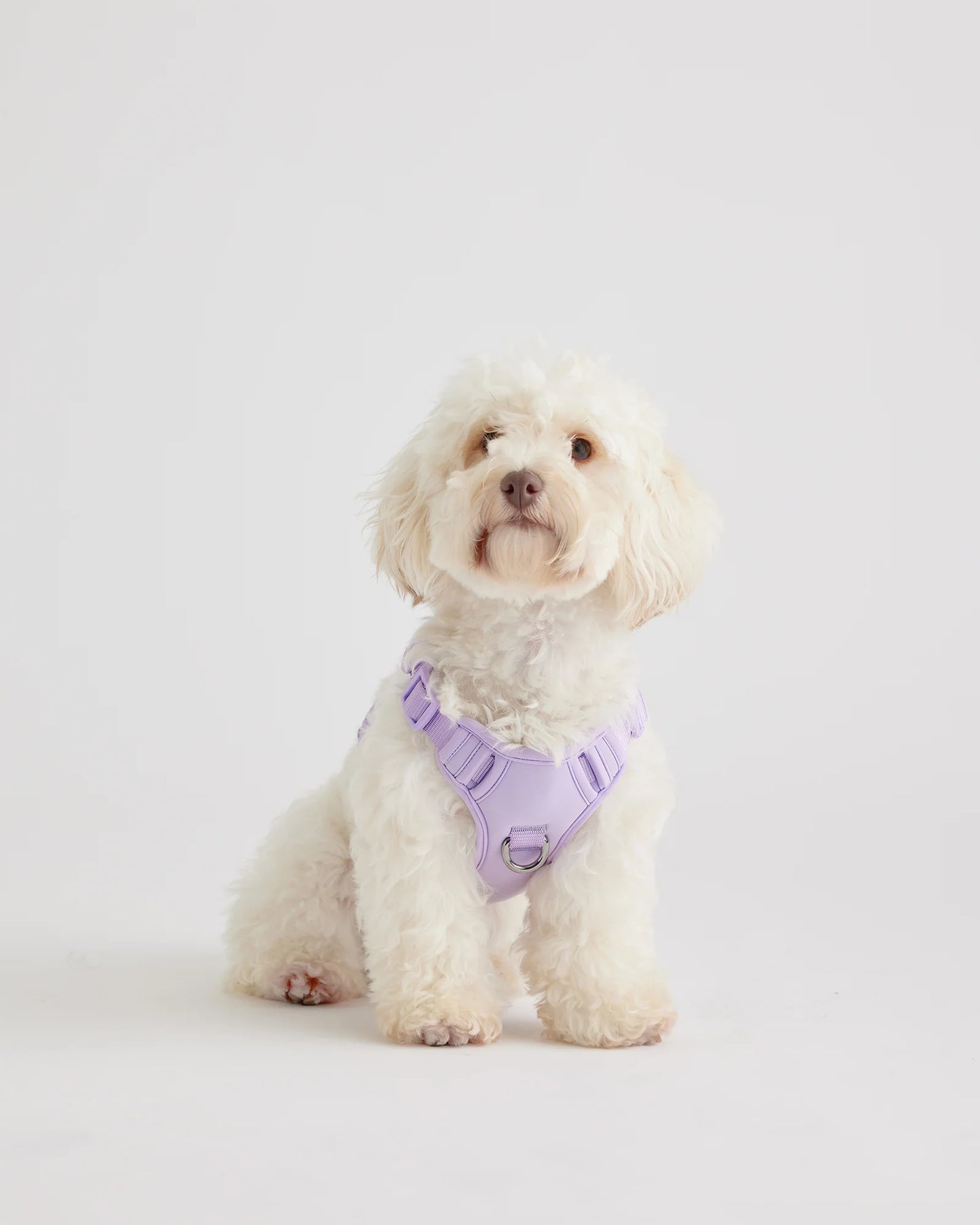 Neoprene Double Panel Dog Harness - XS / Black