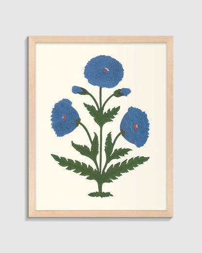 Blue Mughal Poppy Antique Print - 21.25"x26.25" / White
