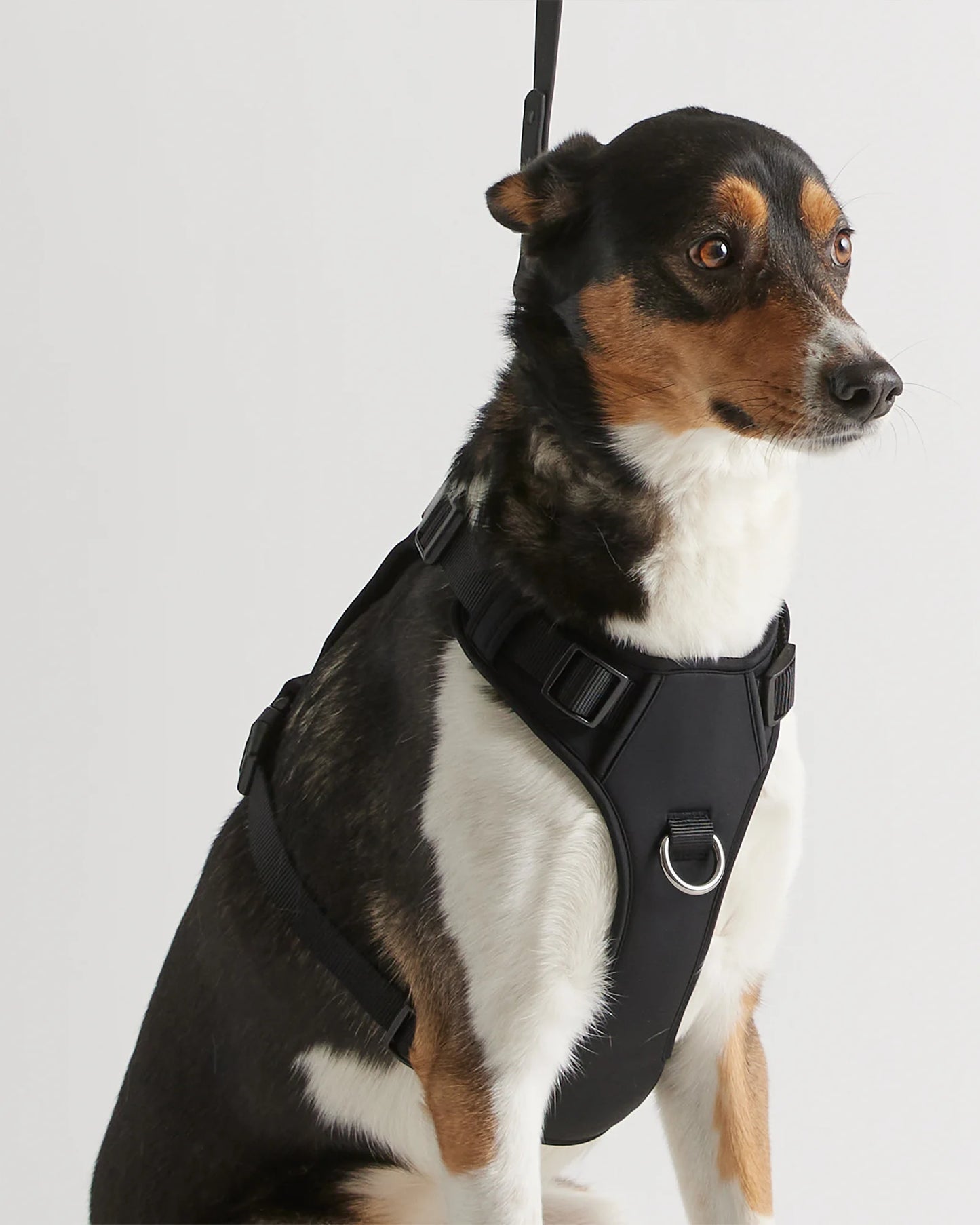 Neoprene Double Panel Dog Harness - XS / Black
