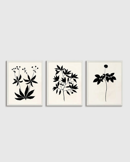 Botanical by Philippa Katz (Set of 3) - 17.25"x21.25" / Black