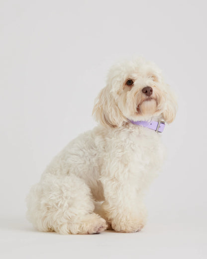 Dog Collar Walk Kit - XS / Black