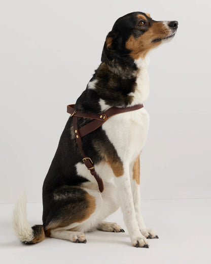 Italian Leather Dog Harness - XS / Brown